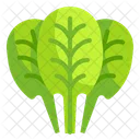Spinach Vegetable Food Icon