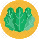 Salad Spinach Vegetable Icon