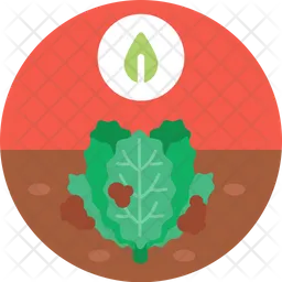 Spinach  Icon