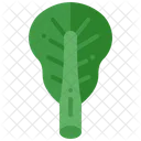Spinach Vegetable Leaf Icon
