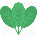 Food Leaf Lettuce Icon