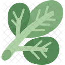 Spinach Leaves Vegetable Icon
