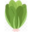 Spinach Vegetable Food Icon