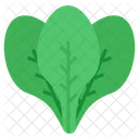 Spinach Food Vegetable Icon