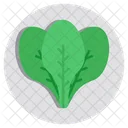 Spinach Food Vegetable Icon