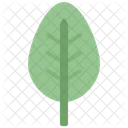 Spinach leaf  Icon