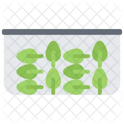 Spinach Leaf Box  Icon