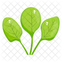 Spinach Leaves Spinach Vegetable Icon