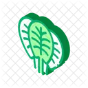Spinach Leaves Protein Icon