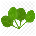 Spinach Leaves Green Icon