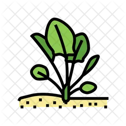 Spinach Plant  Icon