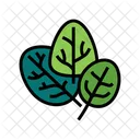 Spinach Plant  Icon