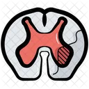 Spinal Cord Spine Bone Icon