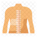 Spinal cord  Icon