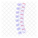 Spine Human Body Cartoon Icon