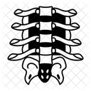 Spine Backbone Skeletal Icon