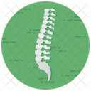Spine Backbone Spinal Column Icon