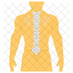 Spine Anatomy  Icon