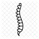 Spine Curve Spine Bone Icon