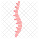 Skeletal System Bones Spine Icon