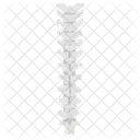 Spine Vertebrae  Icon