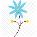 Spinnerblume  Symbol