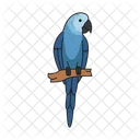 Spix macaw  Icon