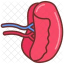 Spleen Internal Organ Human Organ Icon