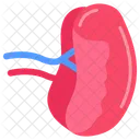 Spleen Internal Organ Human Organ Icon