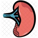 Spleen Organ Human Icon