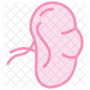 Spleen Duotone Line Icon Icon