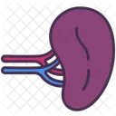 Spleen Organ Human Icon