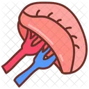 Spleen Organ Lymphatic System Icon