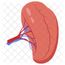 Spleen Nerves Flashy Organ Icon