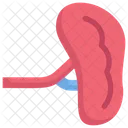 Anatomy Organ Biology Icon