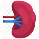 Spleen Organ Body Part Icône