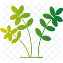 Spring Flower Plant Spring Bloom Seasonal Flower Icon