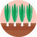 Bio Food And Agriculture Spring Onions Onion Icon