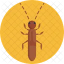 Springtail Insect Bug Icon