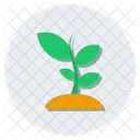 Sprout Growing Plant  Icon