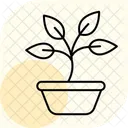 Sprouting Basil Sprouting Basil Icon
