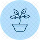 Sprouting Basil Sprouting Basil Icon