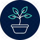 Sprouting Basil Sprouting Basil Icon