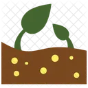 Sprouts  Icon