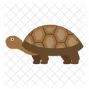 Tortoise Spurred Zoo Icon