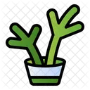 Staghorn fern  Symbol