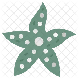 Star fish  Icon
