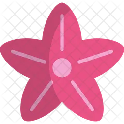 Starfish  Icon