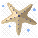 Starfish Fish Sea Fish Icon