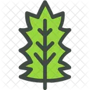 Stechpalme Blatt Natur Symbol